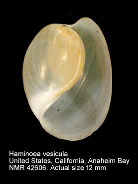 Haminoea vesicula.jpg - Haminoea vesicula(Gould,1855)